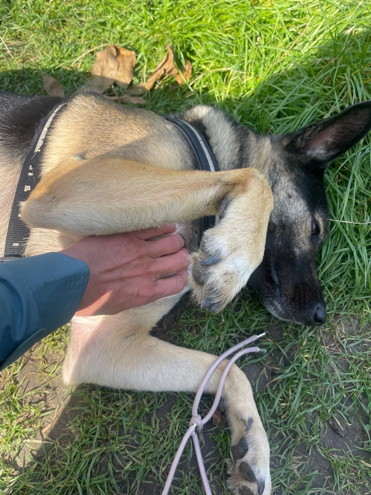 Olena, pet sitter in Utrecht, photo 1