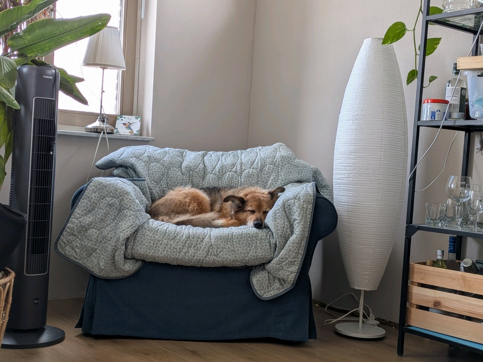 Pascalle, pet sitter in Heemstede, photo 4