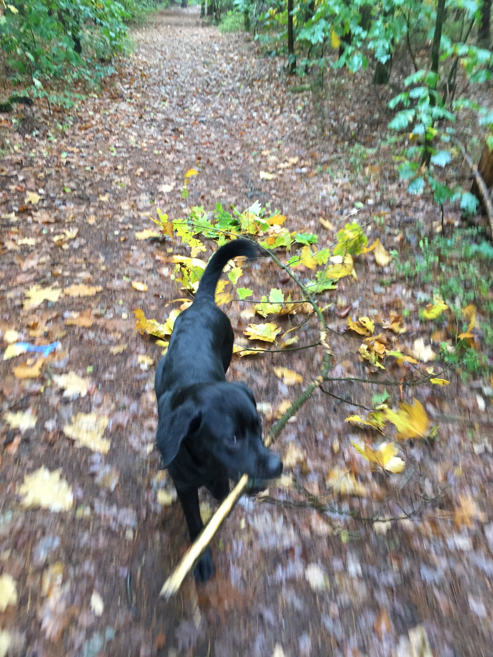 Mieke, pet sitter in Ede, photo 3