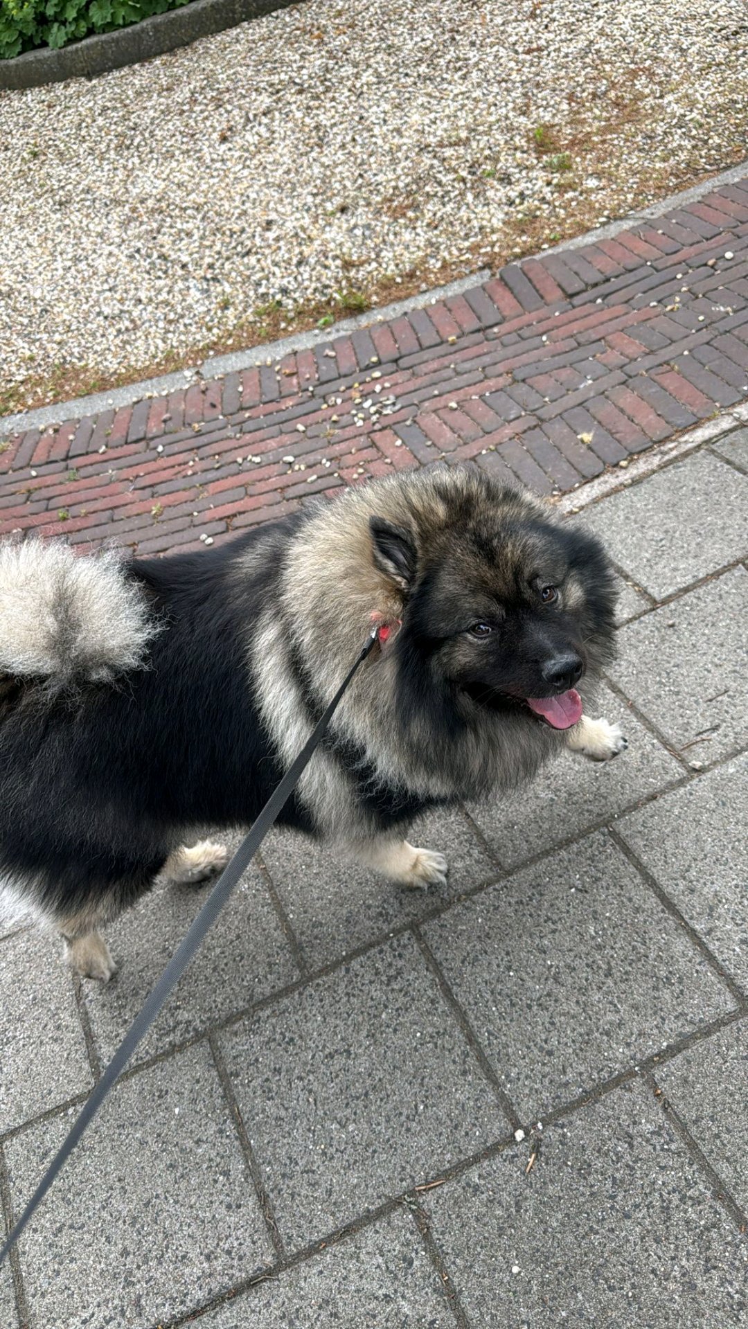 Melany, dierenoppas in Zwijndrecht, foto 1