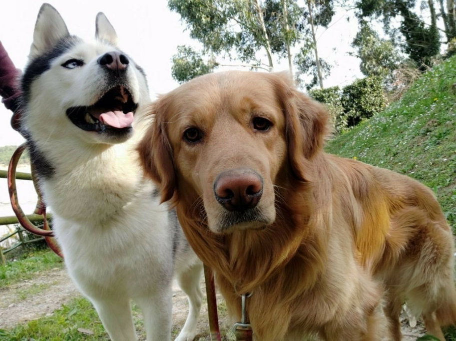 Omar, pet sitter in Amersfoort, photo 5