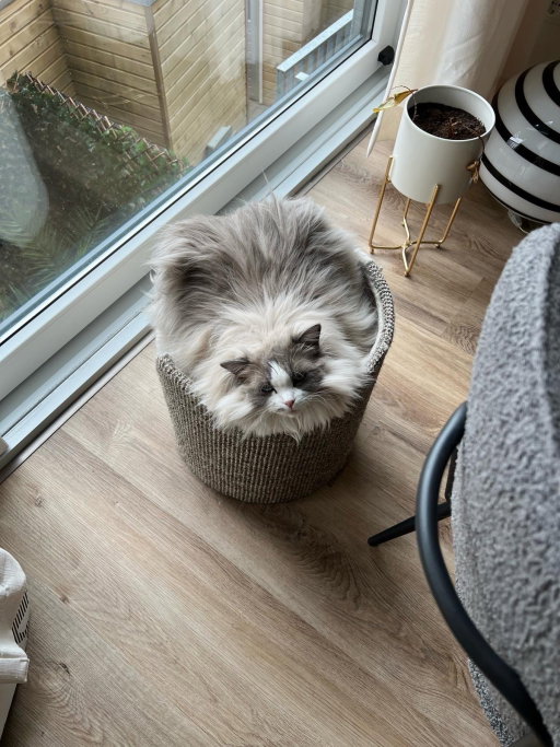 Brooklyn, pet sitter in Roermond, photo 1