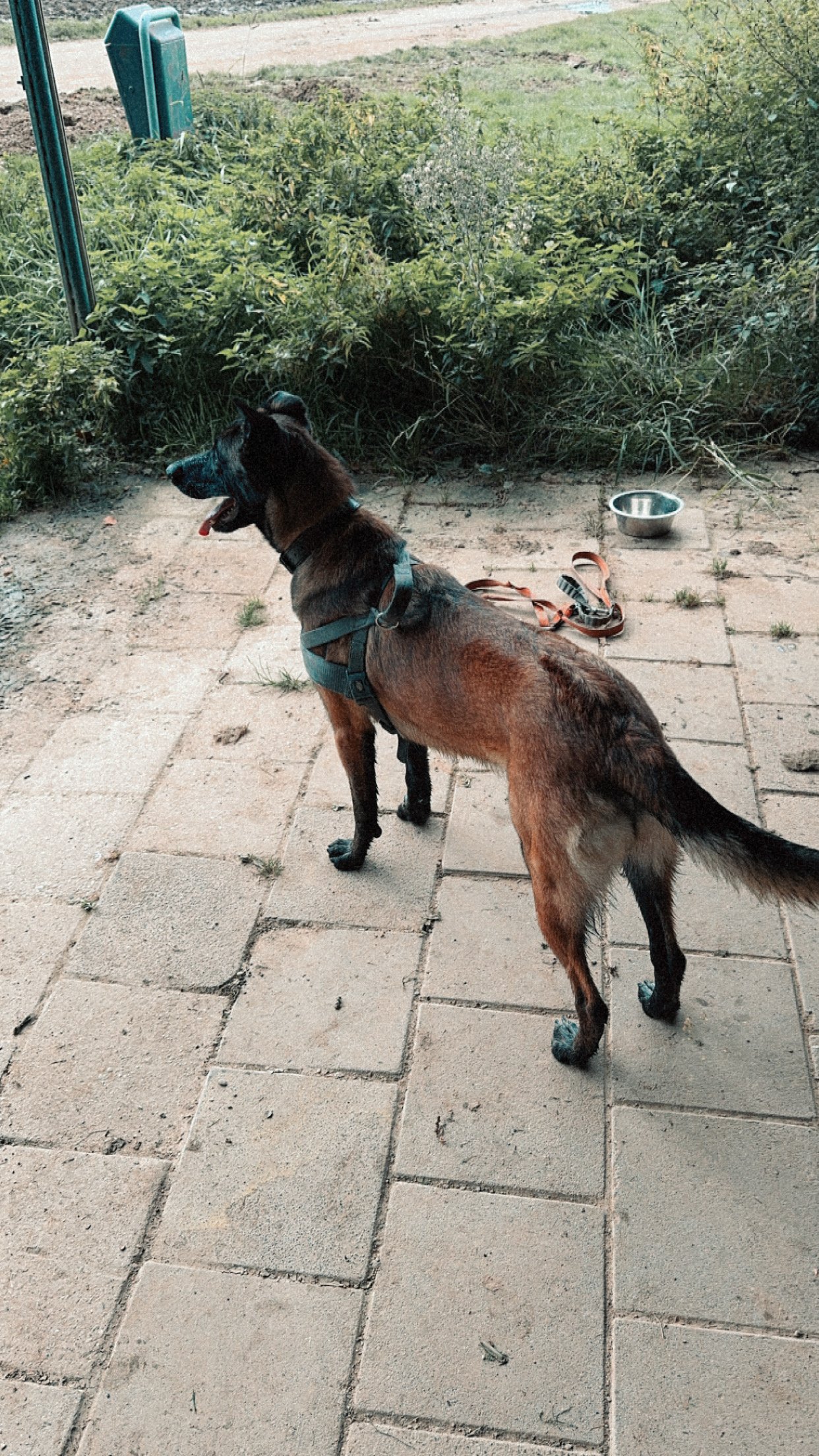 Karlijn, pet sitter in Melderslo, photo 1