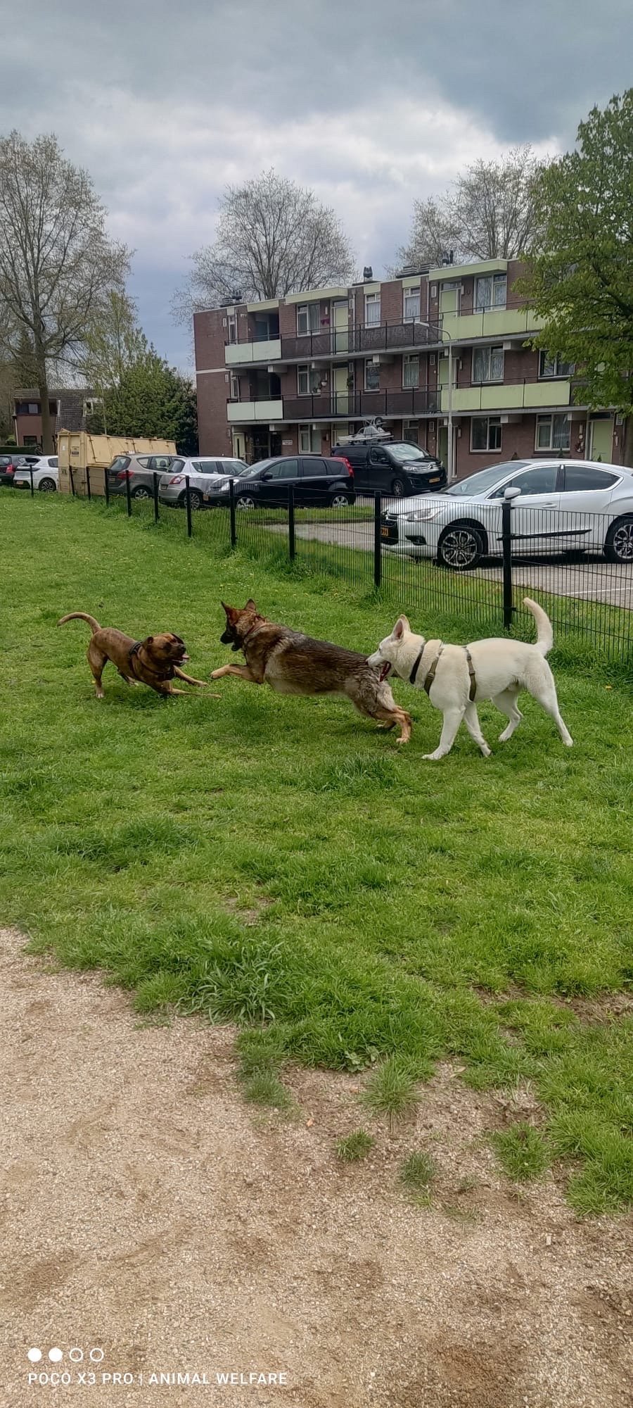 Carlijn, pet sitter in Oss, photo 1