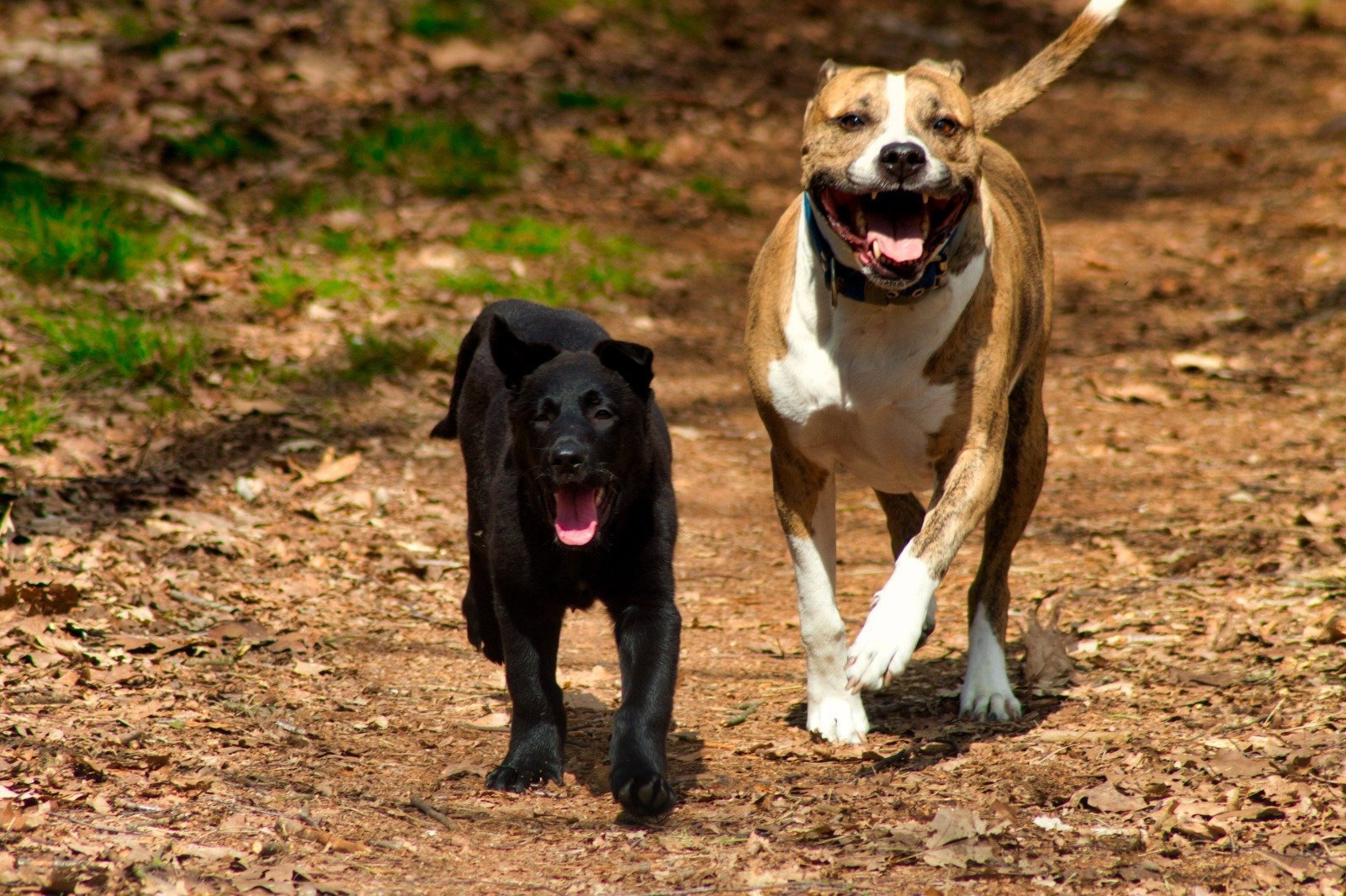 San, pet sitter in Oss, photo 5