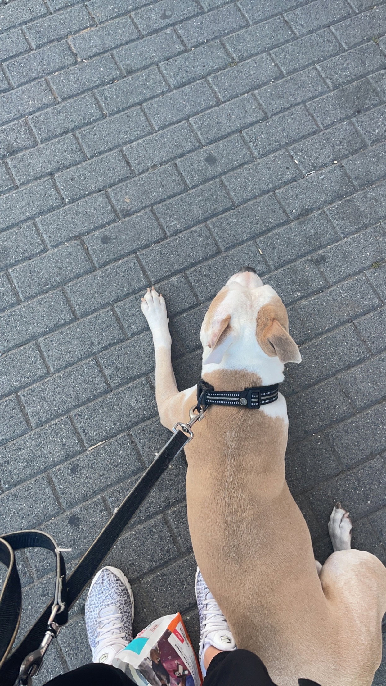 Joan, Tiersitter in Berlin, Foto 1