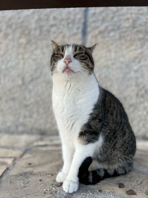 Peggy, pet sitter in Breda, photo 1