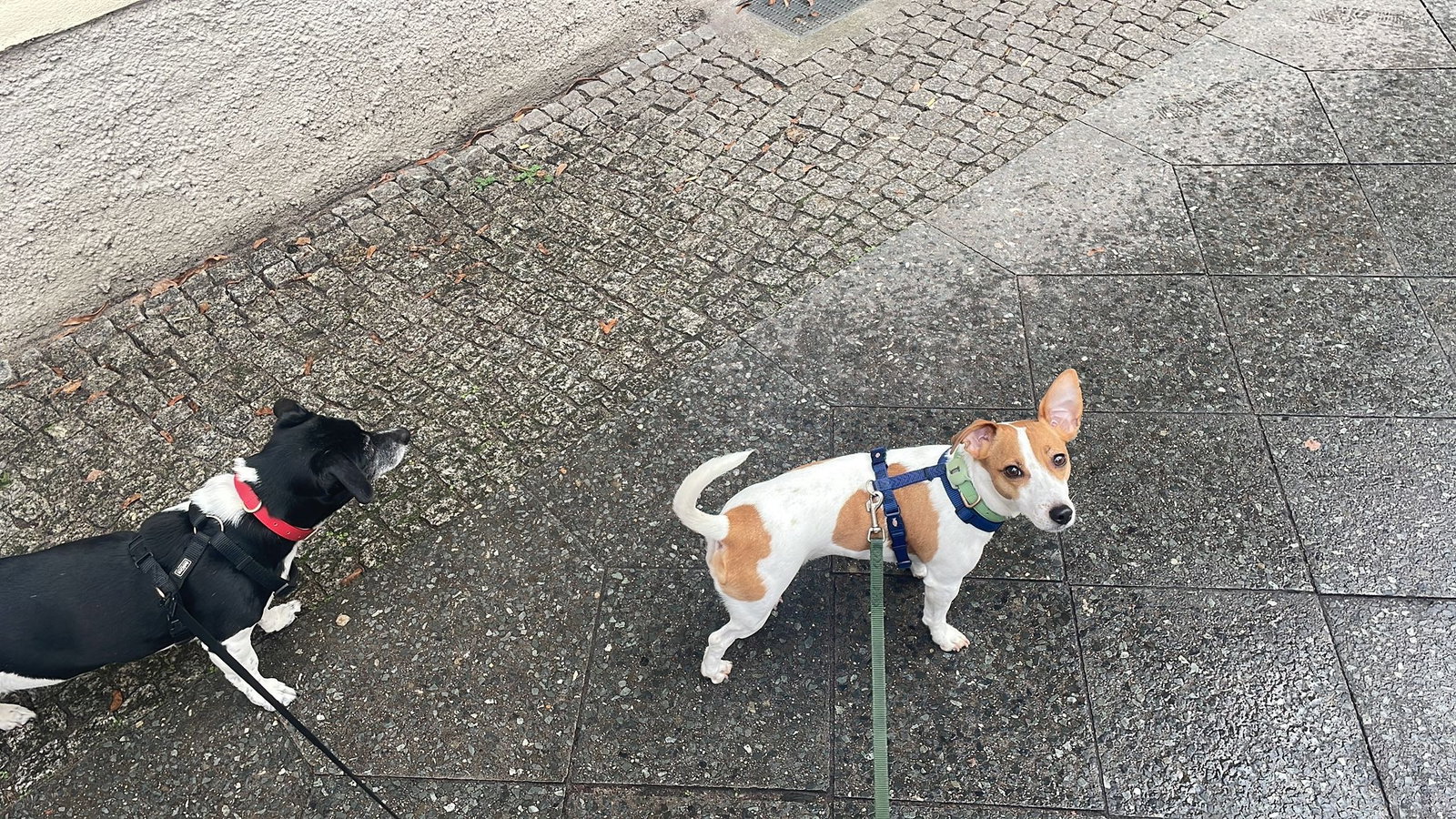Nana, Tiersitter in Berlin, Foto 5