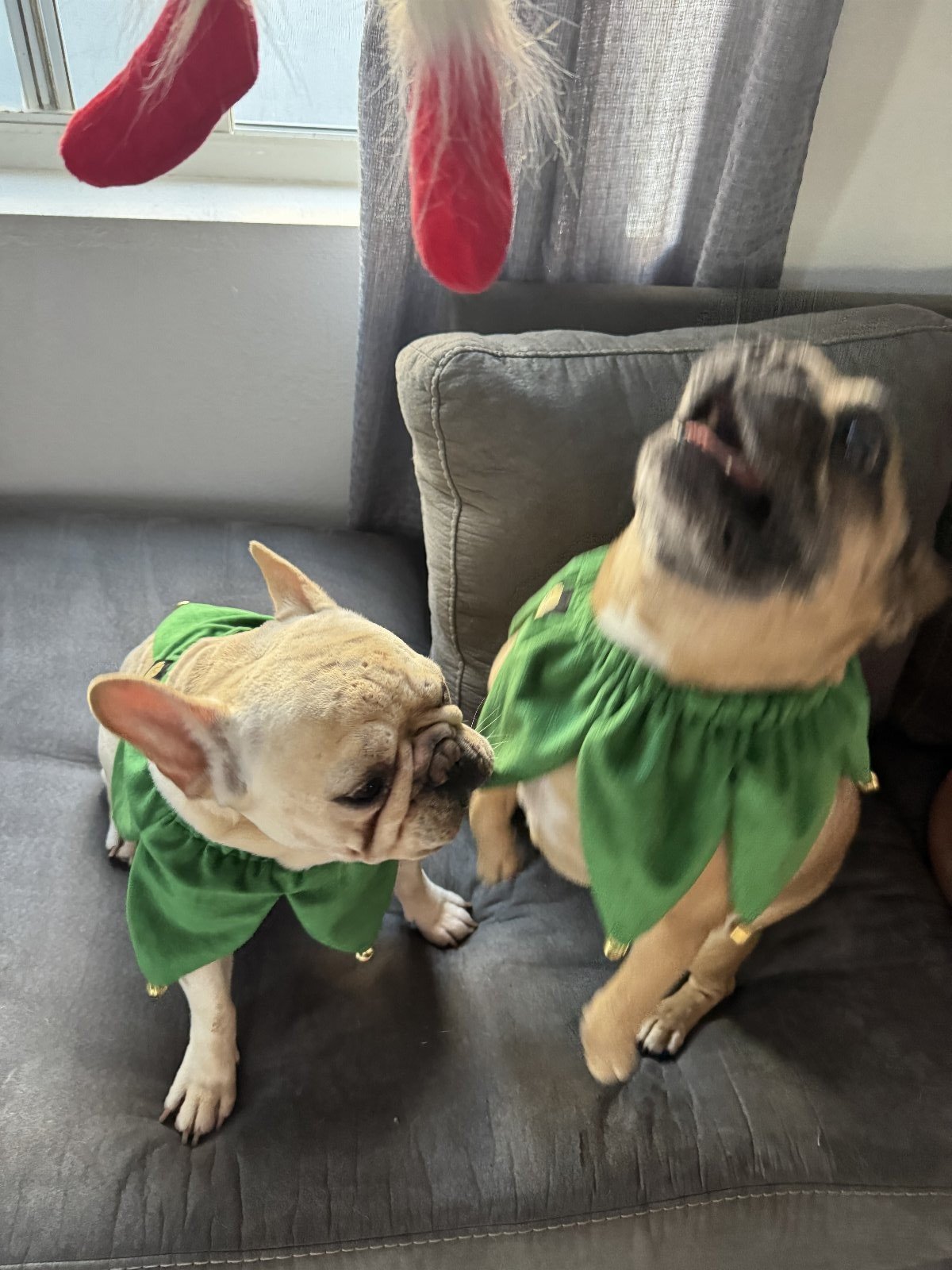 Meg, pet sitter in Rotterdam, photo 2