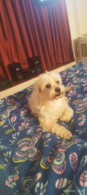 Natalia, pet sitter in Vlaardingen, photo 3