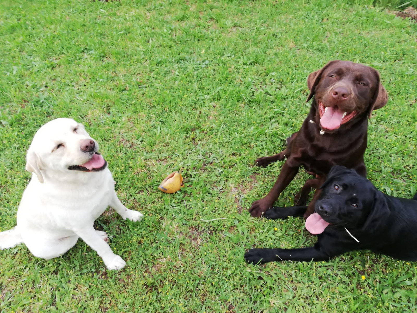 Ana Luisa, pet sitter in Eindhoven, photo 1