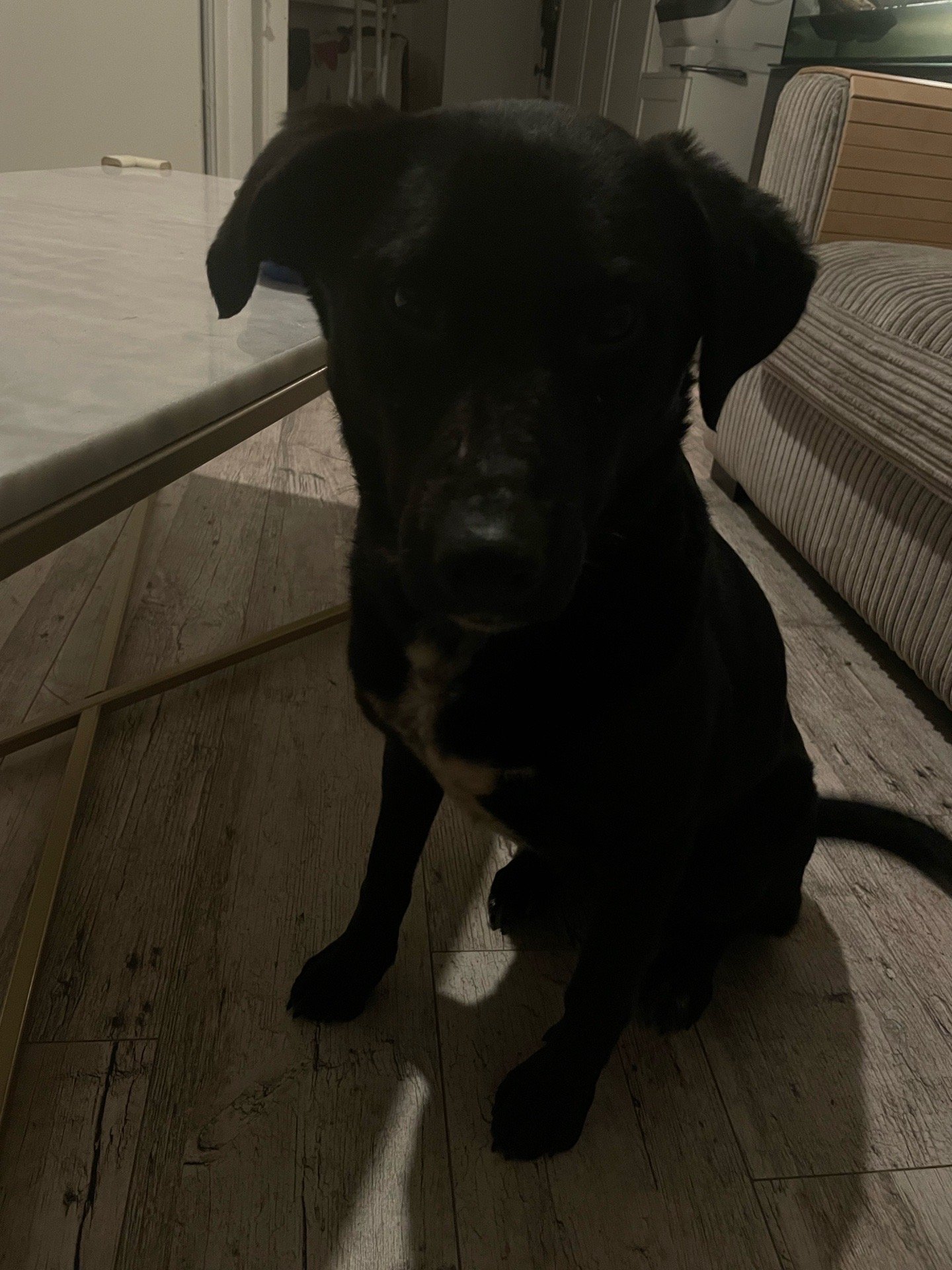 Su, pet sitter in Arnhem, photo 3