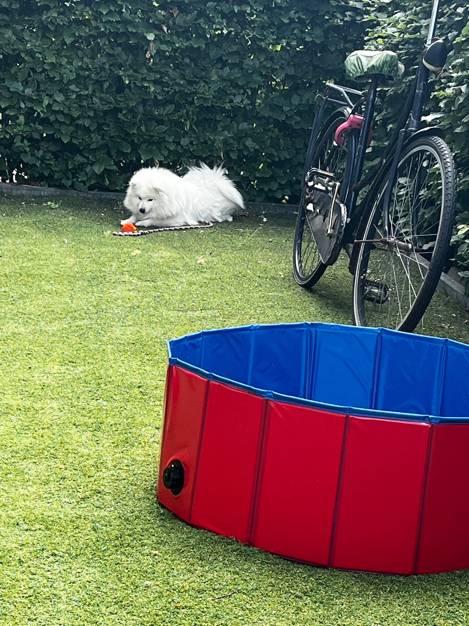 Regina, pet sitter in Nieuwegein, photo 2