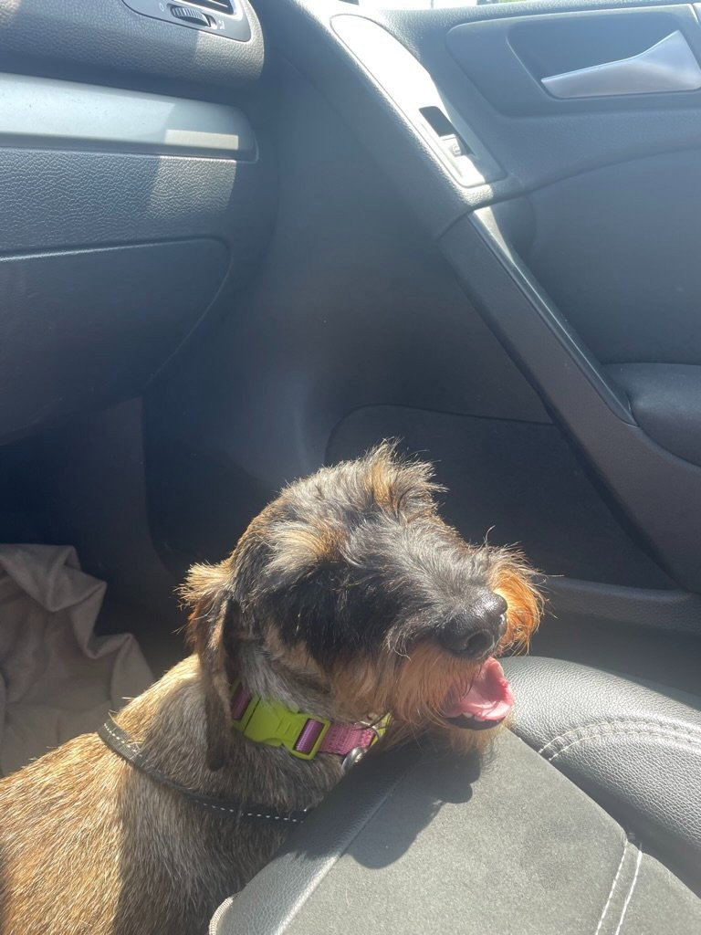 Ionut Bogdan, pet sitter in 's-Gravenhage, photo 2