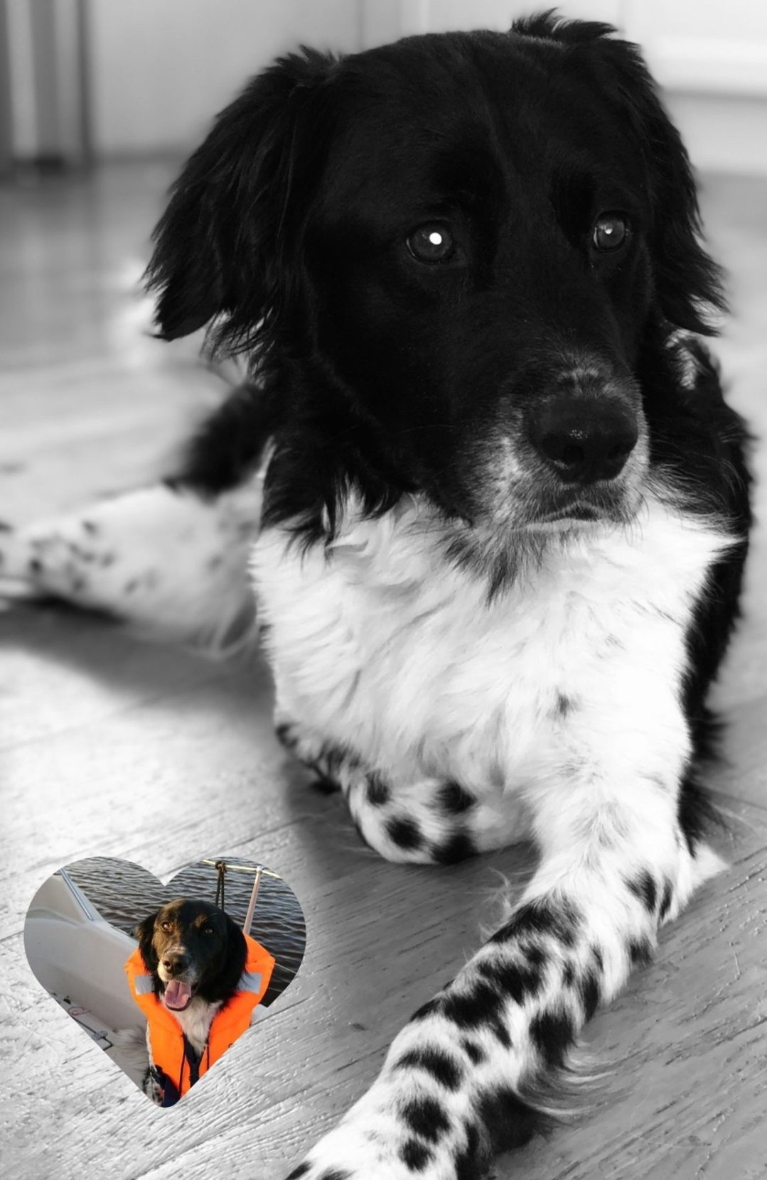 Ingrid, pet sitter in Vries, photo 2