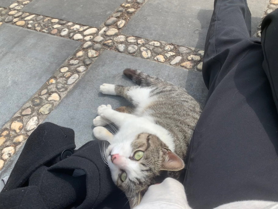 Jazmin, pet sitter in Amsterdam, photo 3