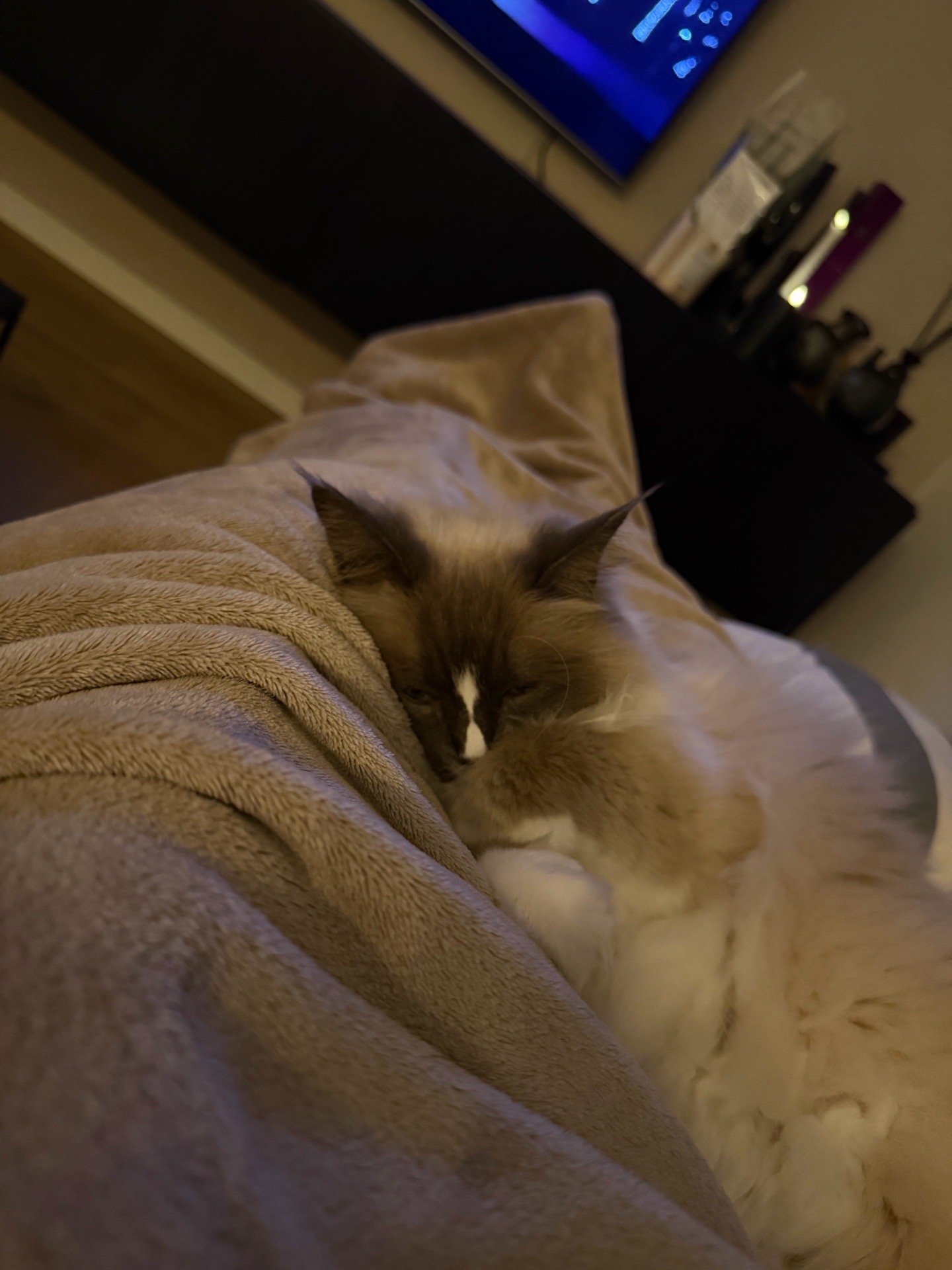 Laressa, pet sitter in Uithoorn, photo 2