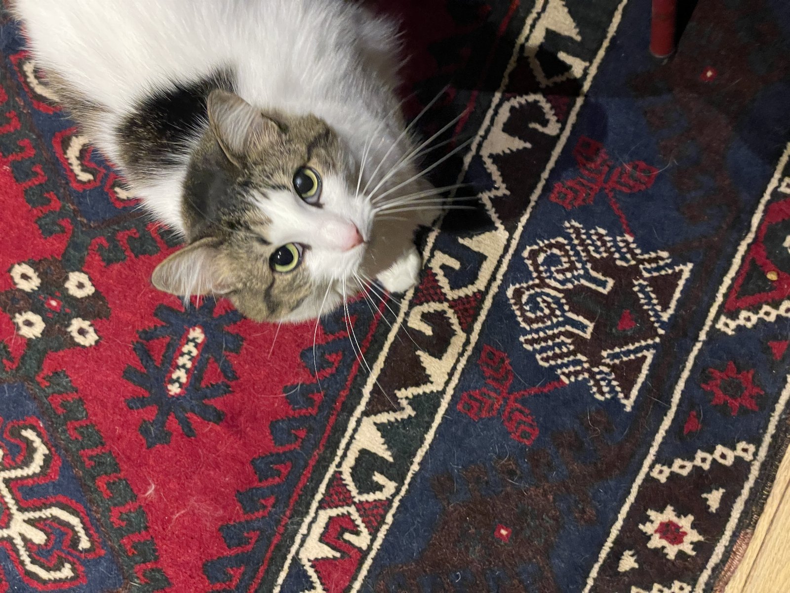 Giorgia, pet sitter in Amsterdam, photo 2