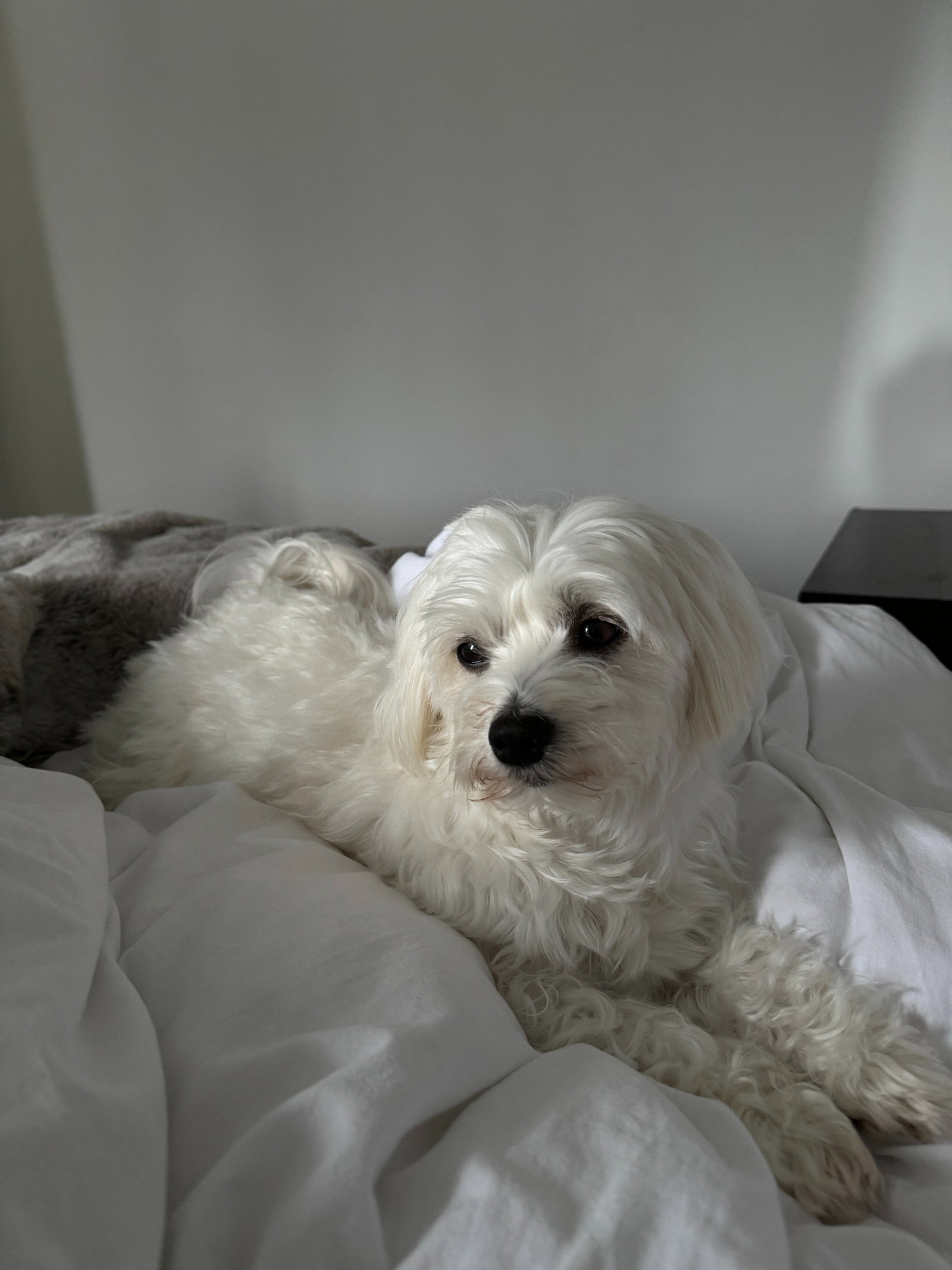 Amanda, pet sitter in Tilburg, photo 5