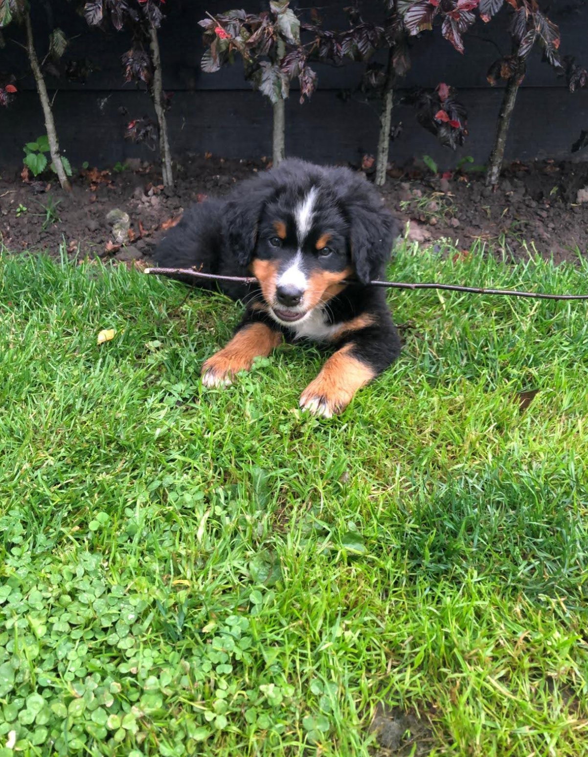 Meagan, pet sitter in Amsterdam, photo 2