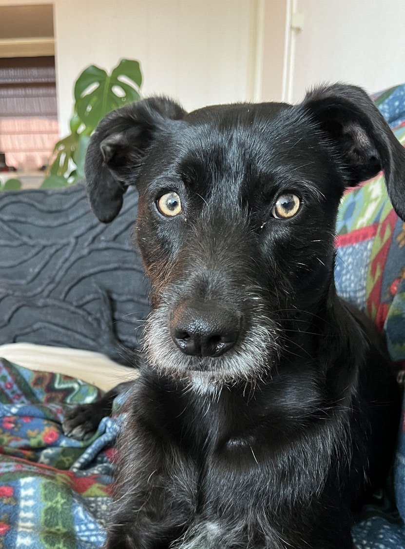 Antoinette, pet sitter in Voorschoten, photo 1
