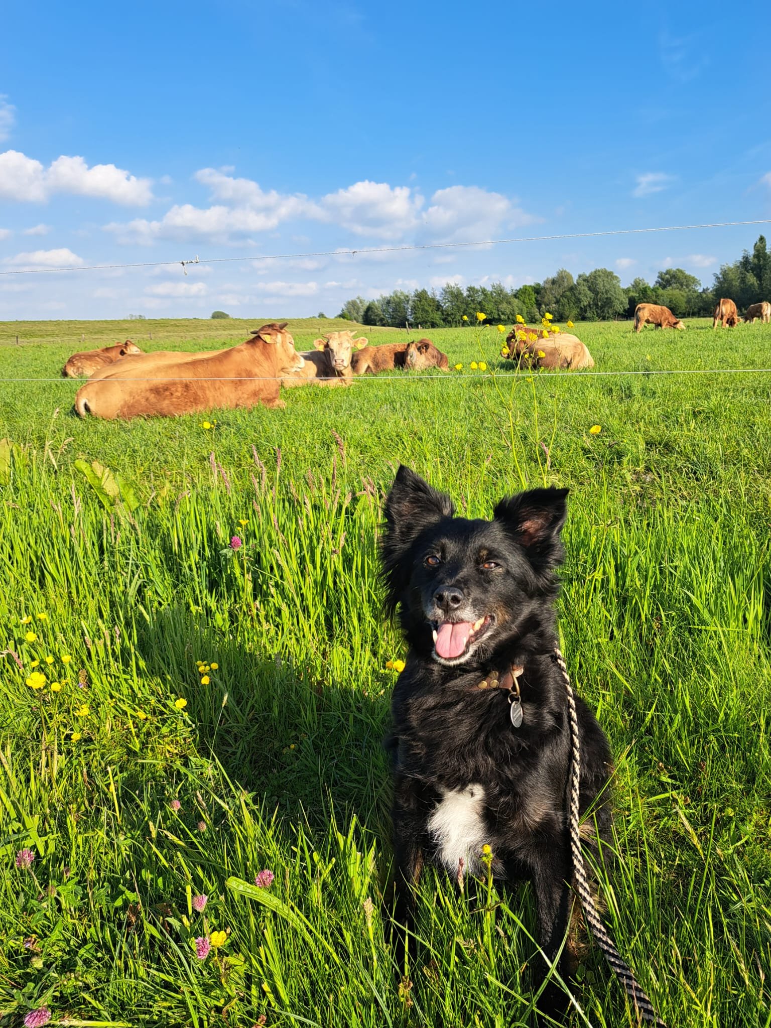 Franzi, pet sitter in Zwolle, photo 1