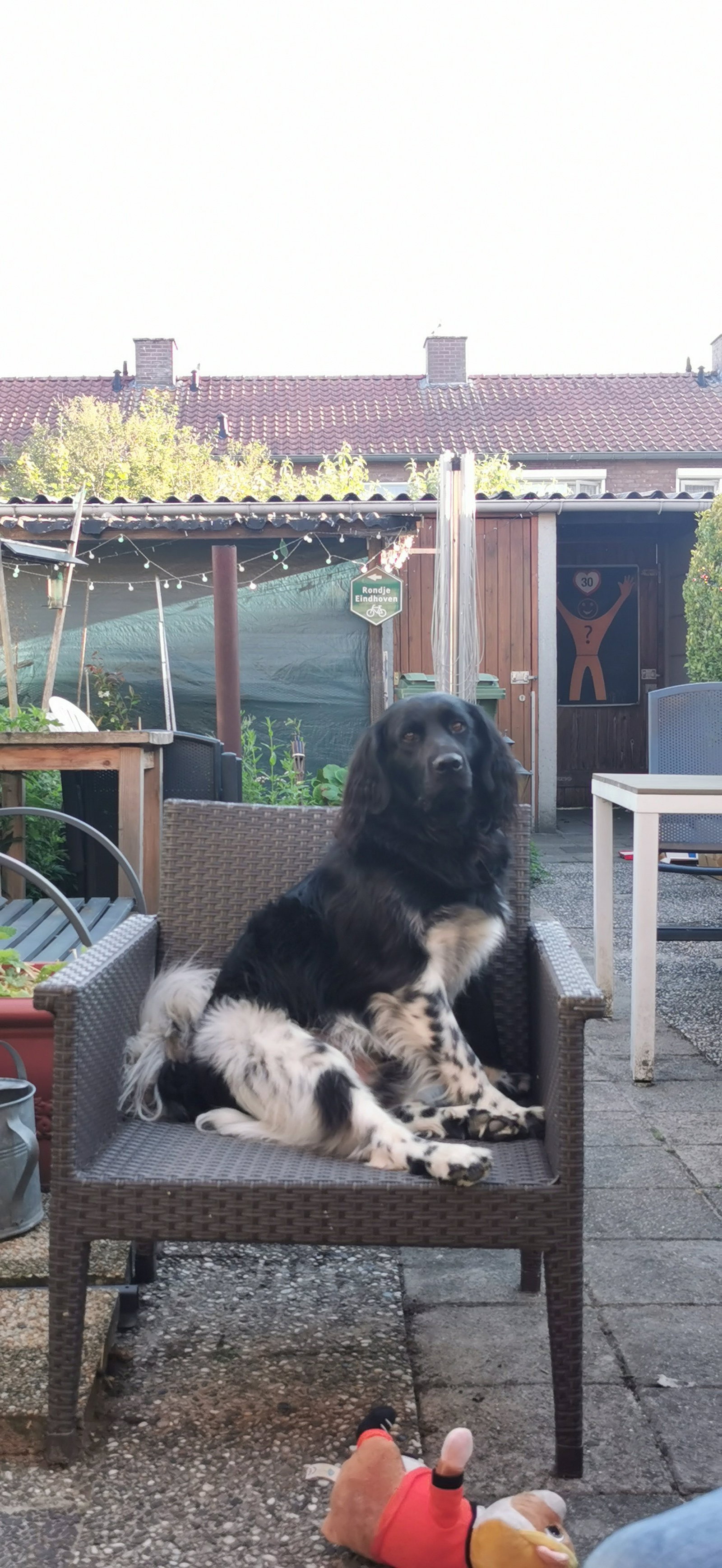 Bianca, dierenoppas in Eindhoven, foto 4