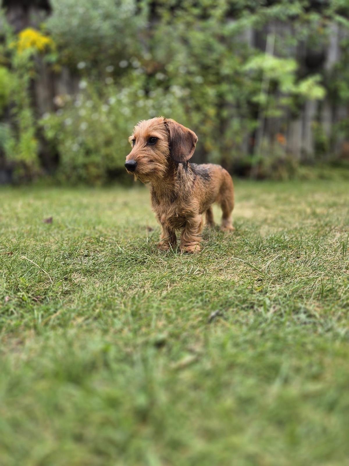 Ilja, pet sitter in Vught, photo 2