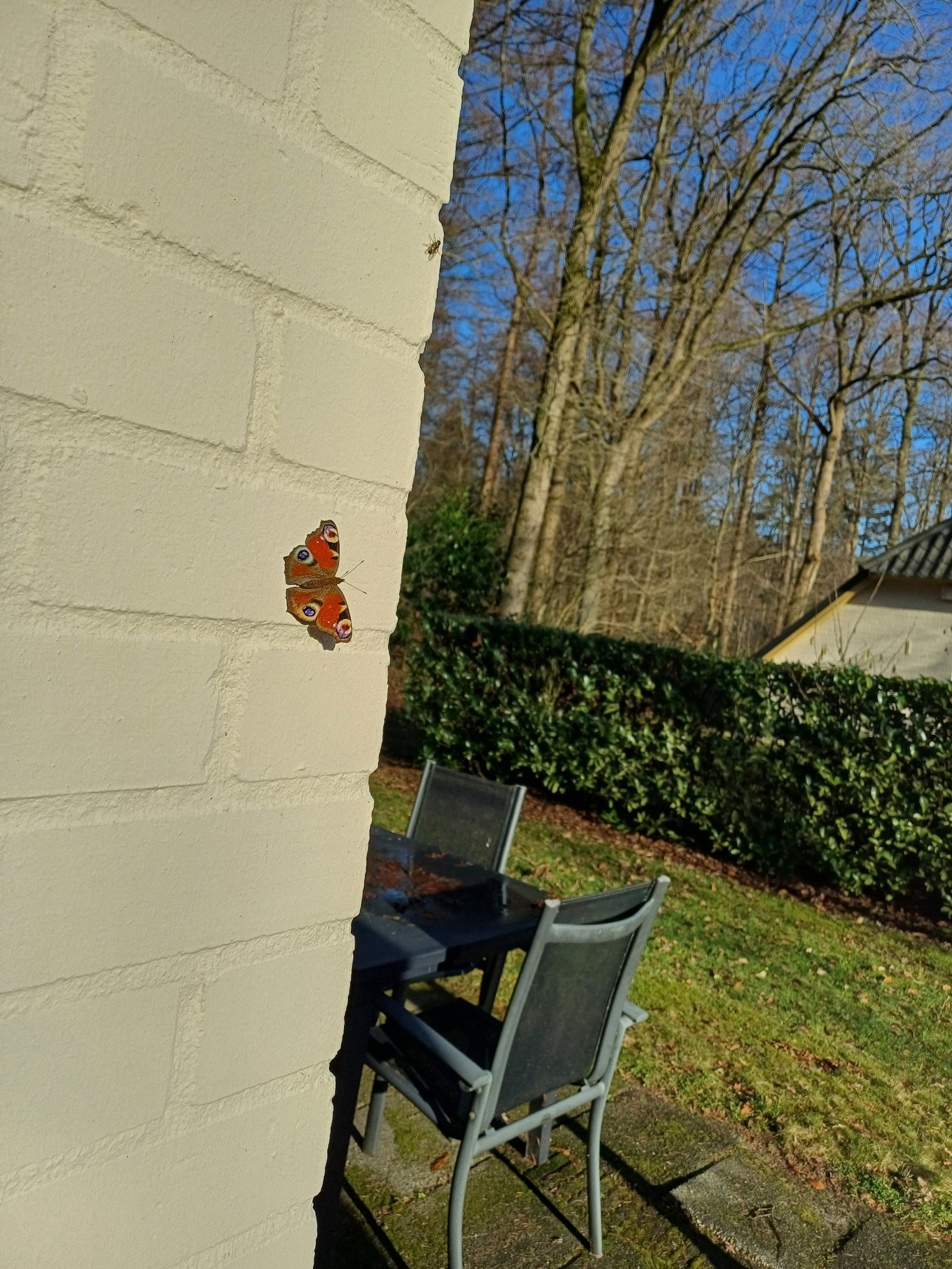 Mirjam, dierenoppas in Dalfsen, foto 3