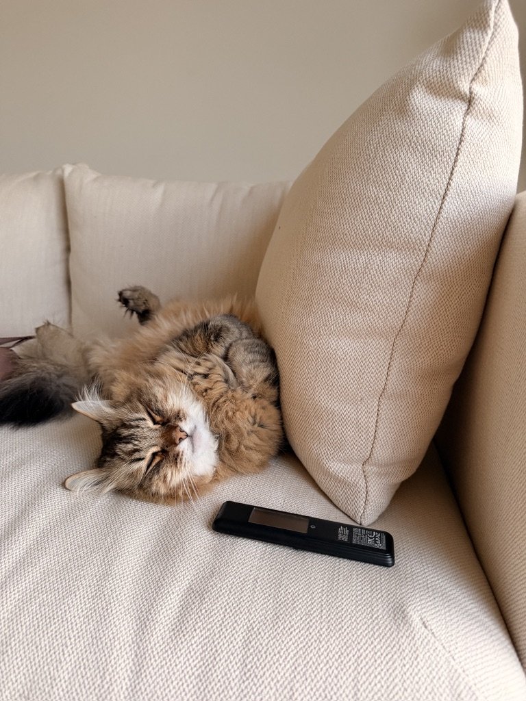 Aulbrey, pet sitter in Haarlem, photo 3