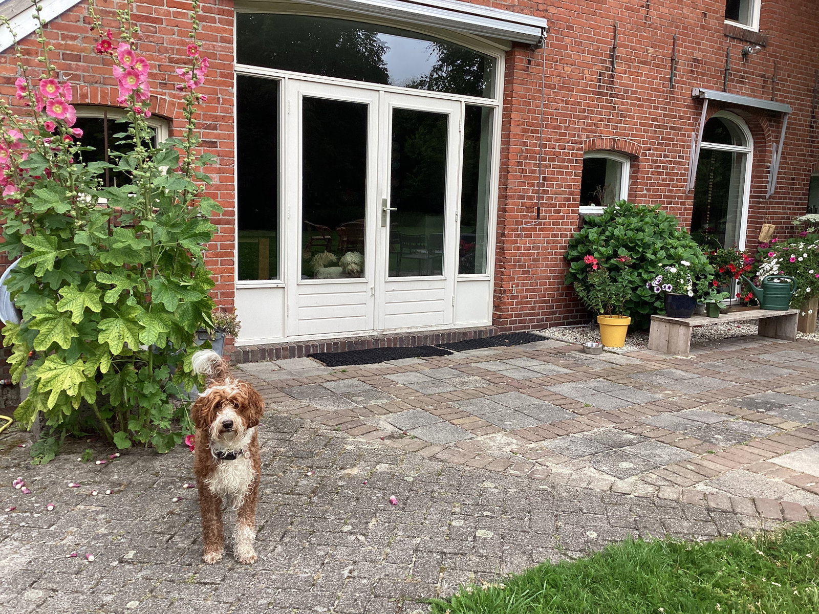 Barbra, pet sitter in Tripscompagnie, photo 2