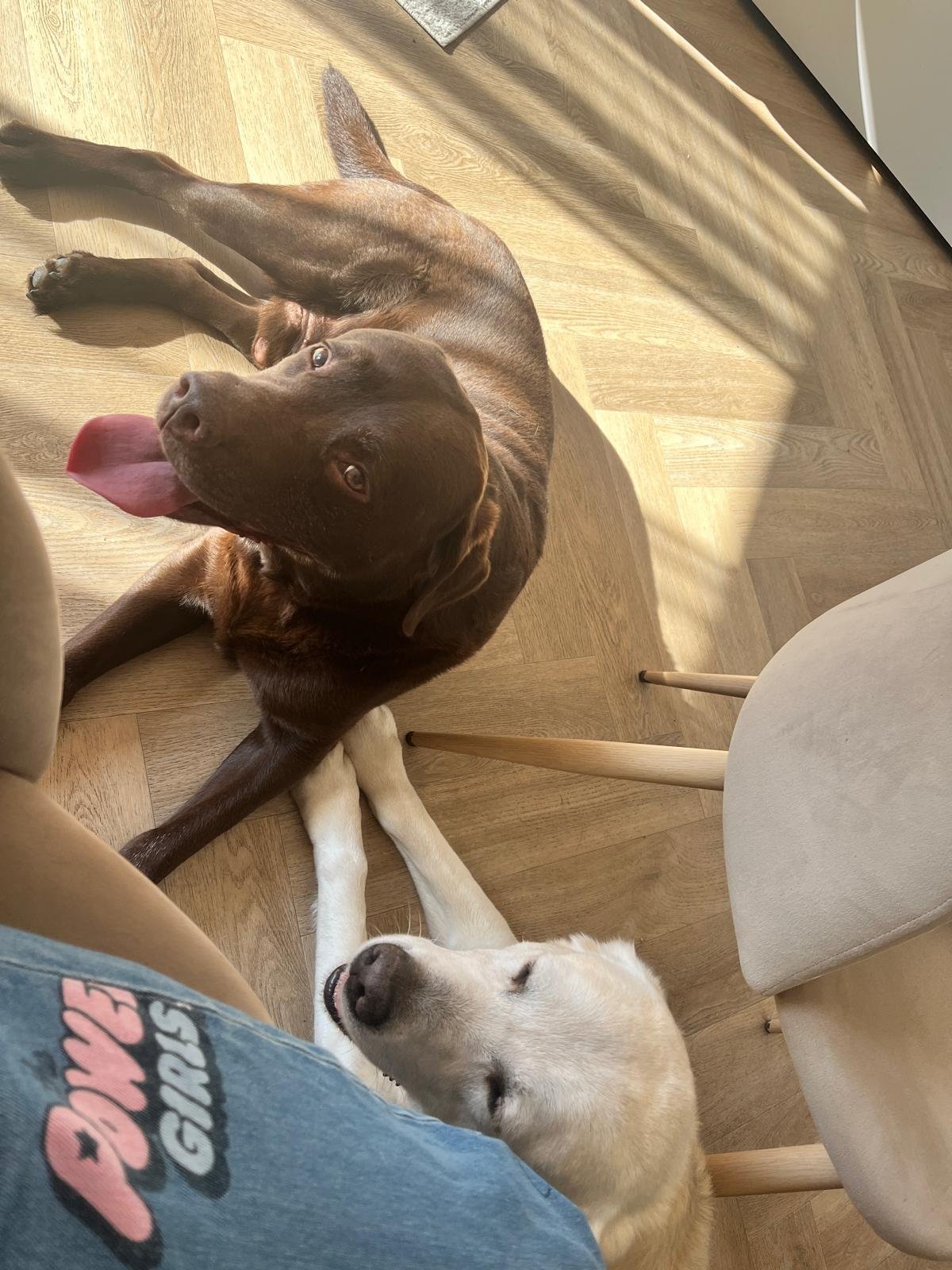 Ayaka, pet sitter in Middelburg, photo 3