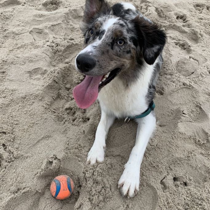 Jack, pet sitter in Amsterdam, photo 5