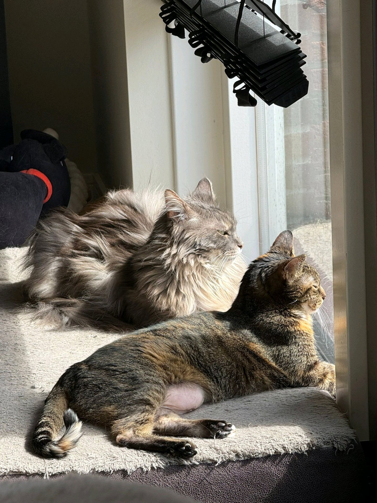 Colinda, pet sitter in Waddinxveen, photo 1