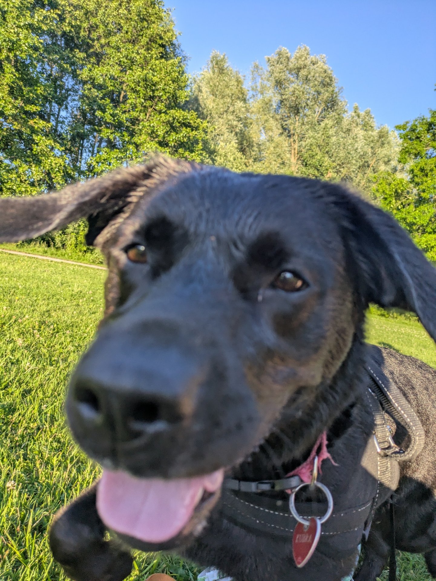 Babette, pet sitter in Diemen, photo 1
