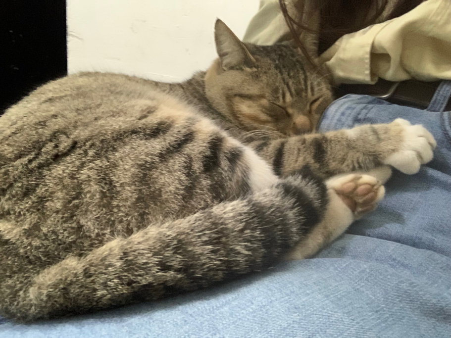 Jazmin, pet sitter in Amsterdam, photo 2