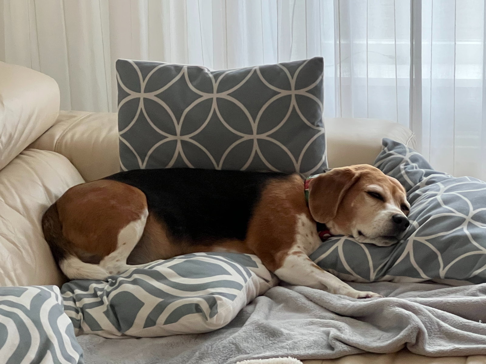 Sofia, pet sitter in Amstelveen, photo 1