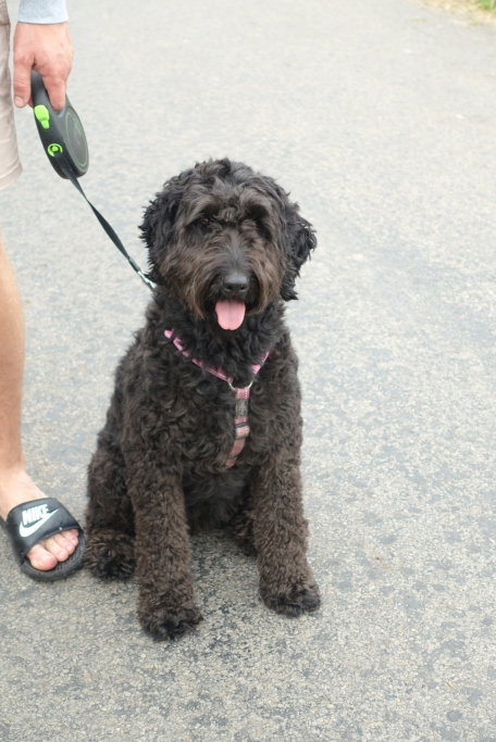 Danique, pet sitter in Amsterdam, photo 4
