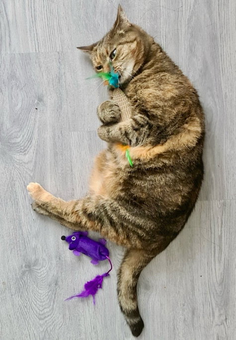 Michelle, pet sitter in Wijchen, photo 5