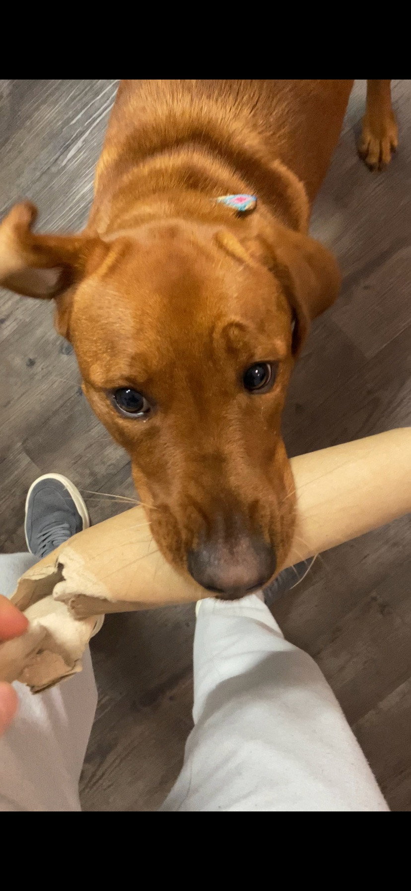 Robert, pet sitter in Münster, photo 5