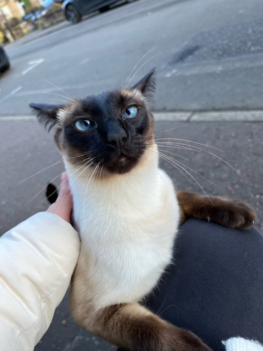 Pengyu, pet sitter in Leiden, photo 5