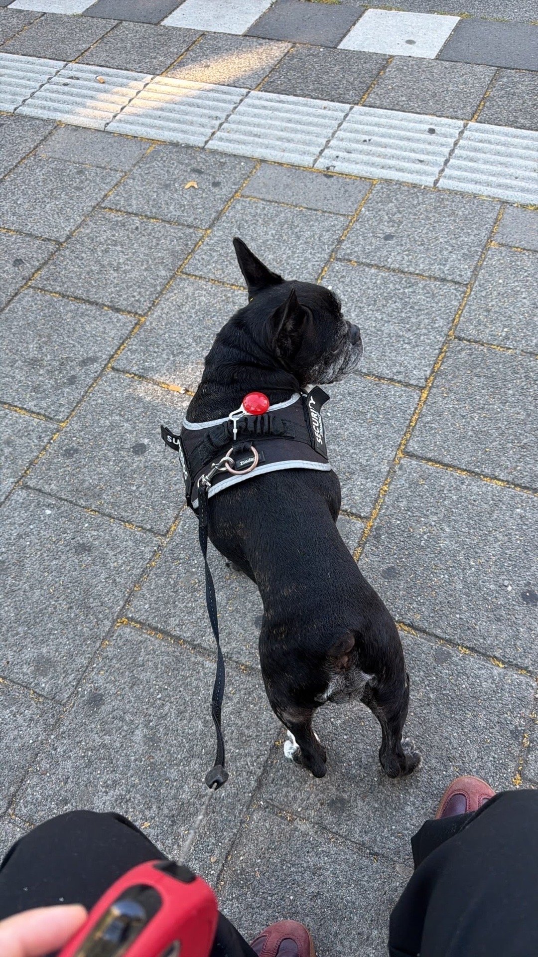 Emmanuel, pet sitter in Amsterdam, photo 4