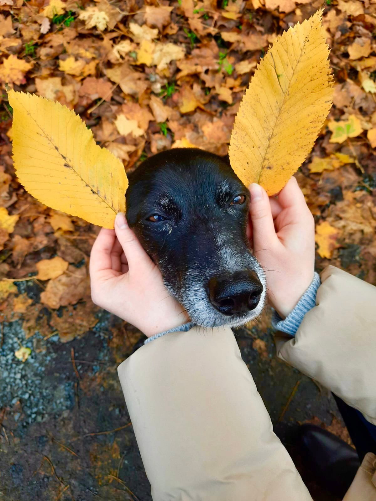 Tabitha, Tiersitter in Berlin, Foto 2