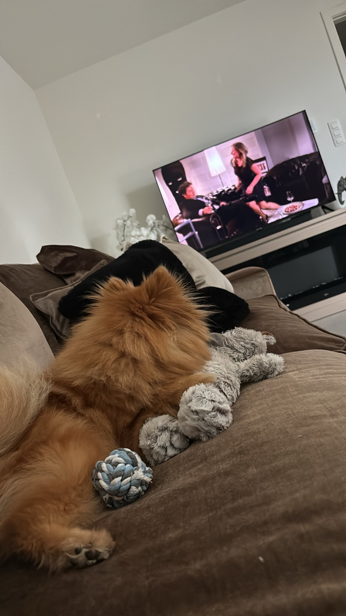 Sylvana, pet sitter in Valkenswaard, photo 3