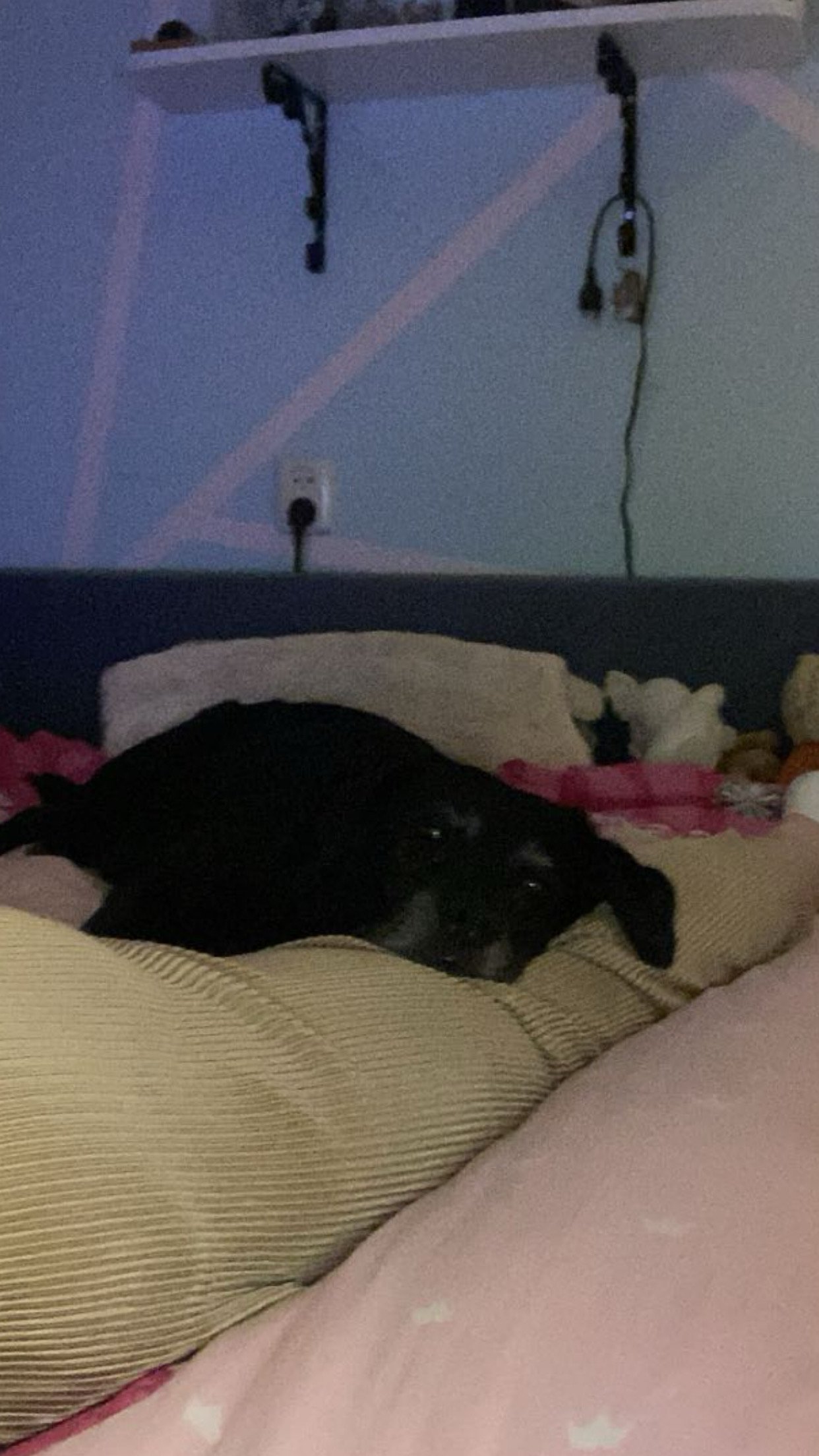 Lisa, pet sitter in Velserbroek, photo 4