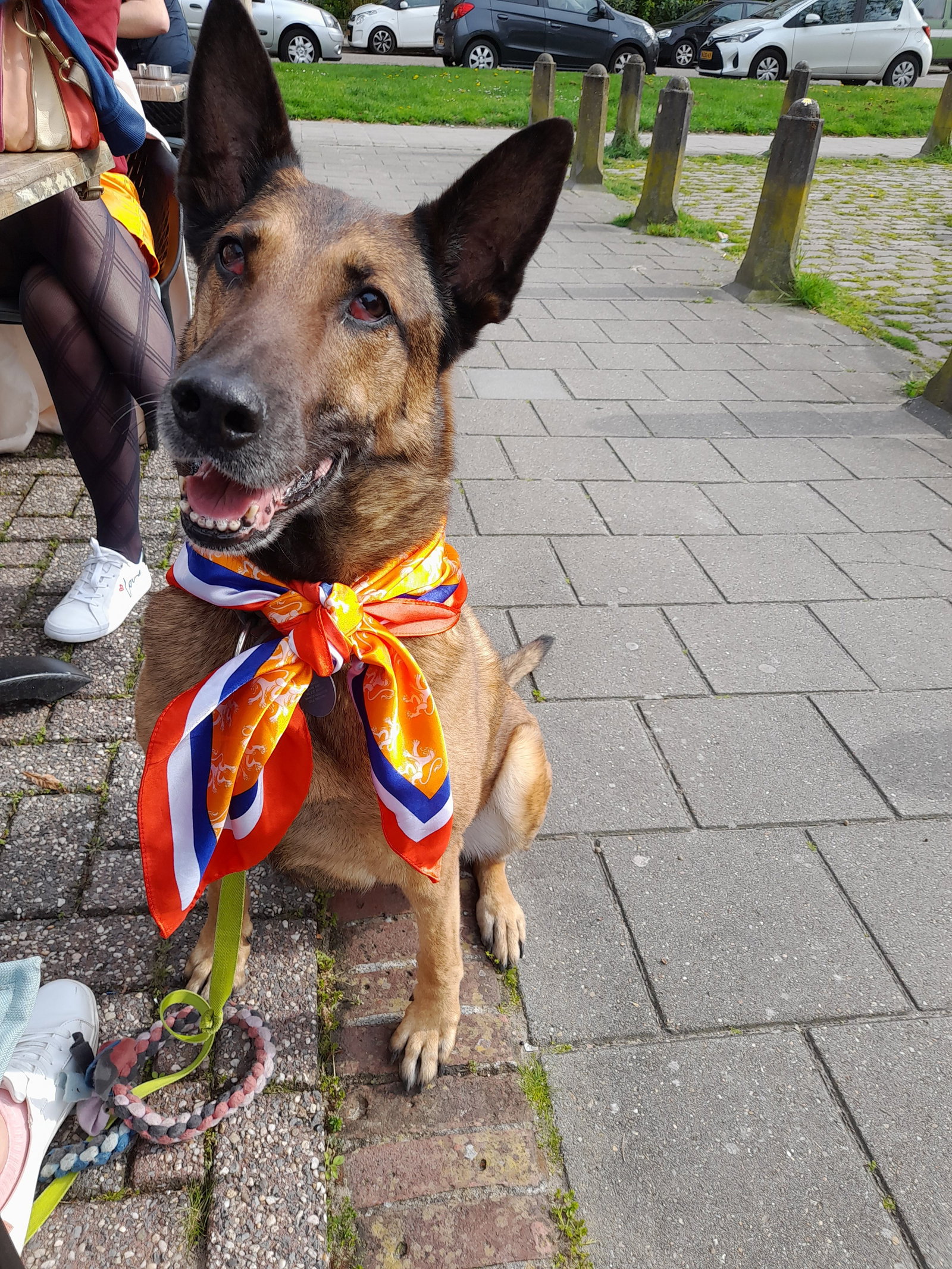 Leslie, pet sitter in Nijmegen, photo 1