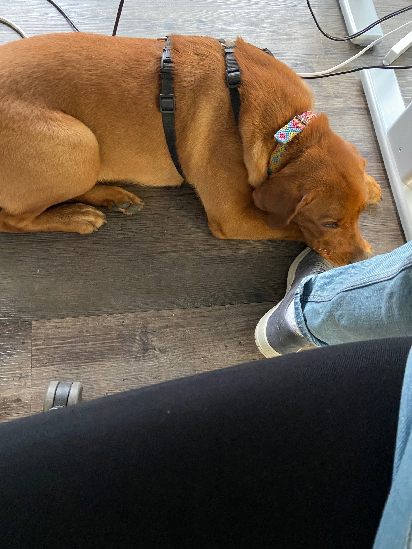 Robert, pet sitter in Münster, photo 1