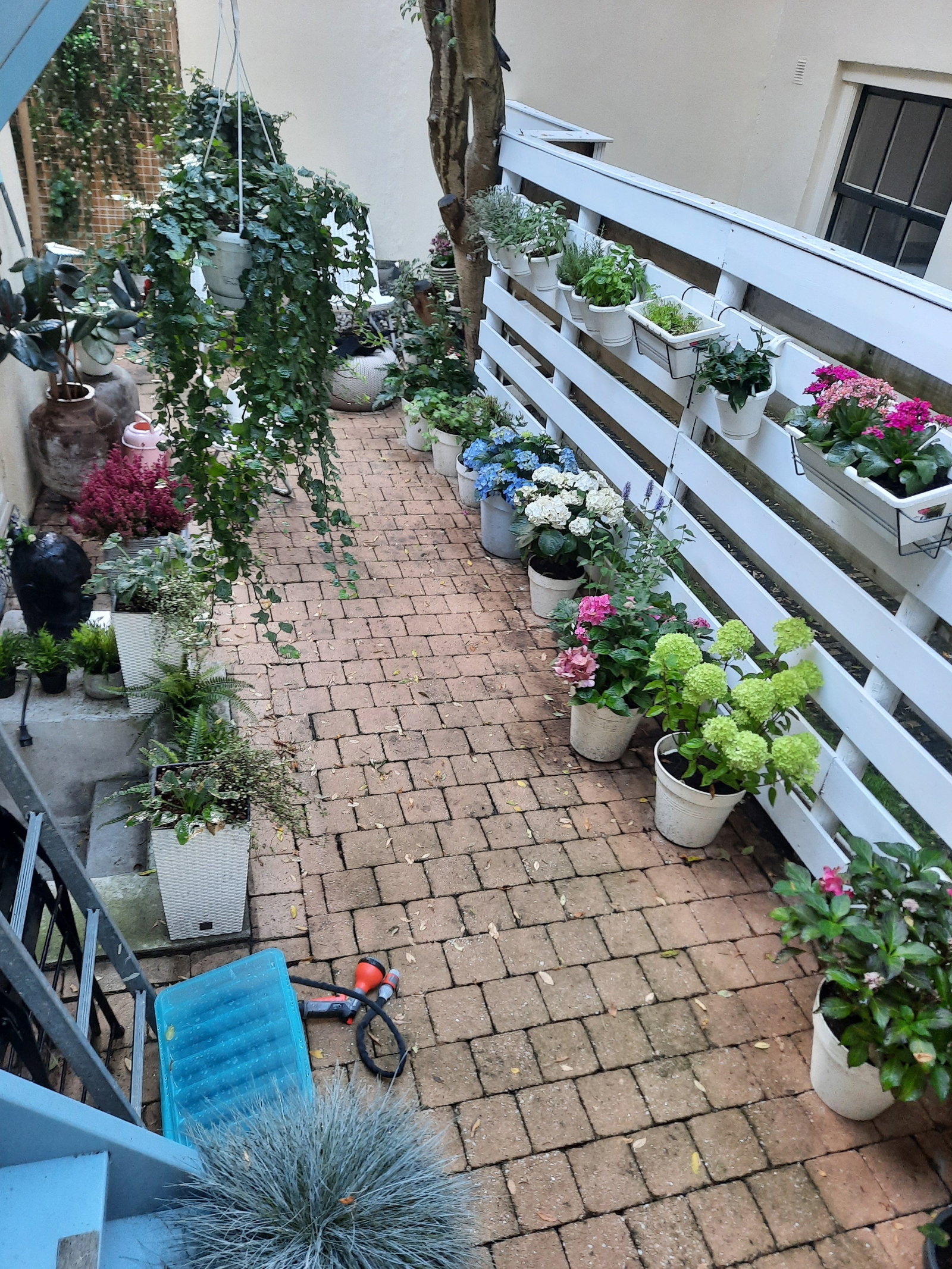 Jasmine, pet sitter in Amsterdam, photo 2