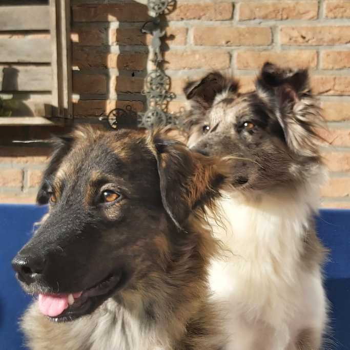 Merel, dierenoppas in Groningen, foto 2