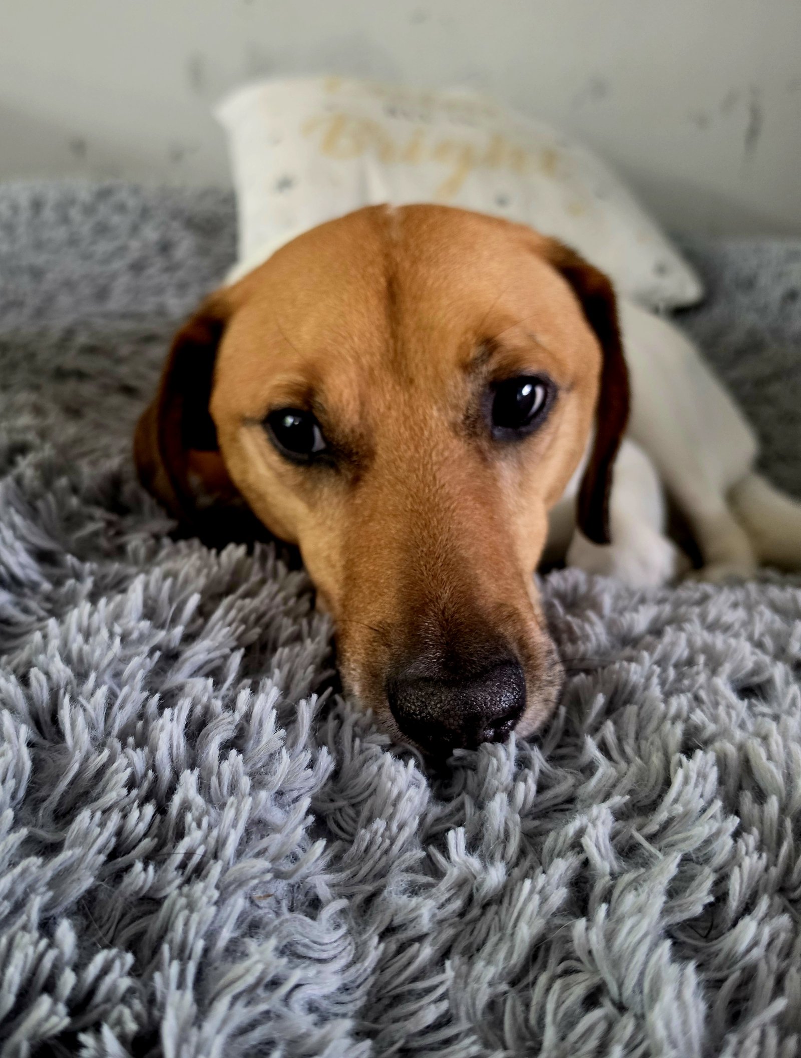 Julia, Tiersitter in Berlin, Foto 4